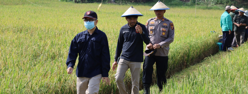 Membanggakan Kelurahan Bukit Biru Jadi Produsen Beras Di Kaltim